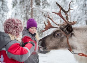 Alimentando renos en Christmas House Safaris en Rovaniemi, Laponia
