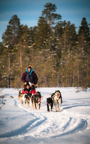 Excursion avec les huskies à Rovaniemi, en Laponie