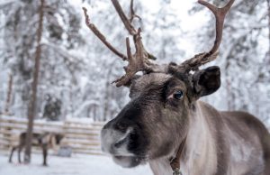 Ferme de rennes à Piiru Forest en Laponie finlandaise