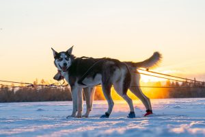 Les huskies dans notre ferme de huskies à Rovaniemi, Laponie, Finlande