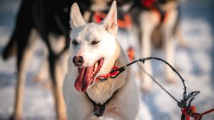 Safari de huskies de Christmas House Safaris, à Rovaniemi en Finlande