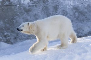 Ein Tagesausflug zum Ranua Zoo um Eisären zu treffen