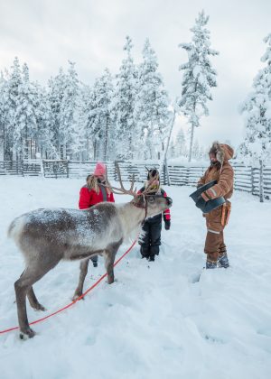 Feeding reindeer in Piiru Resort reindeer farm in Rovaniemi